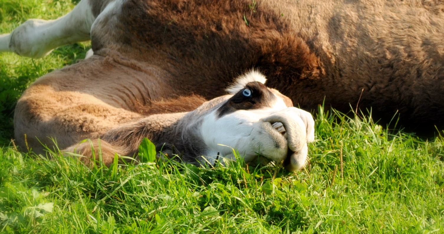 was guckst du?!