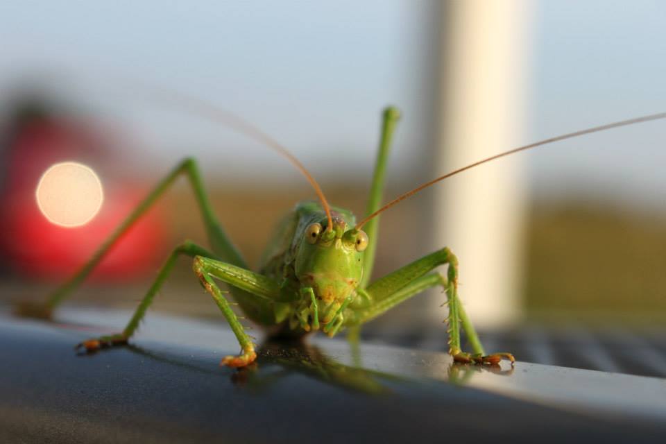 Was guckst du ?