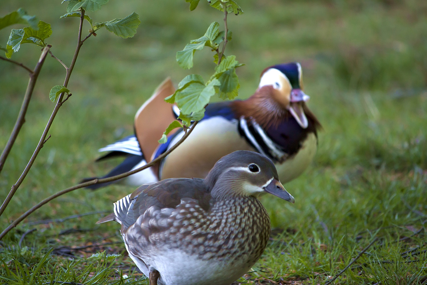 Was guckst Du?