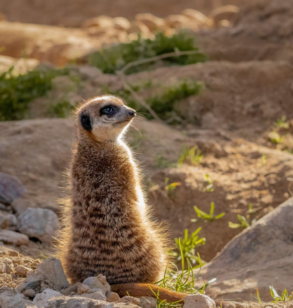 Was guckst Du ?