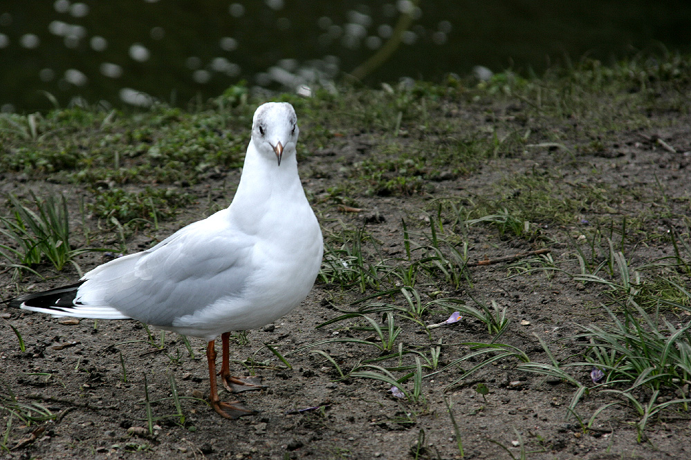 Was guckst du ?