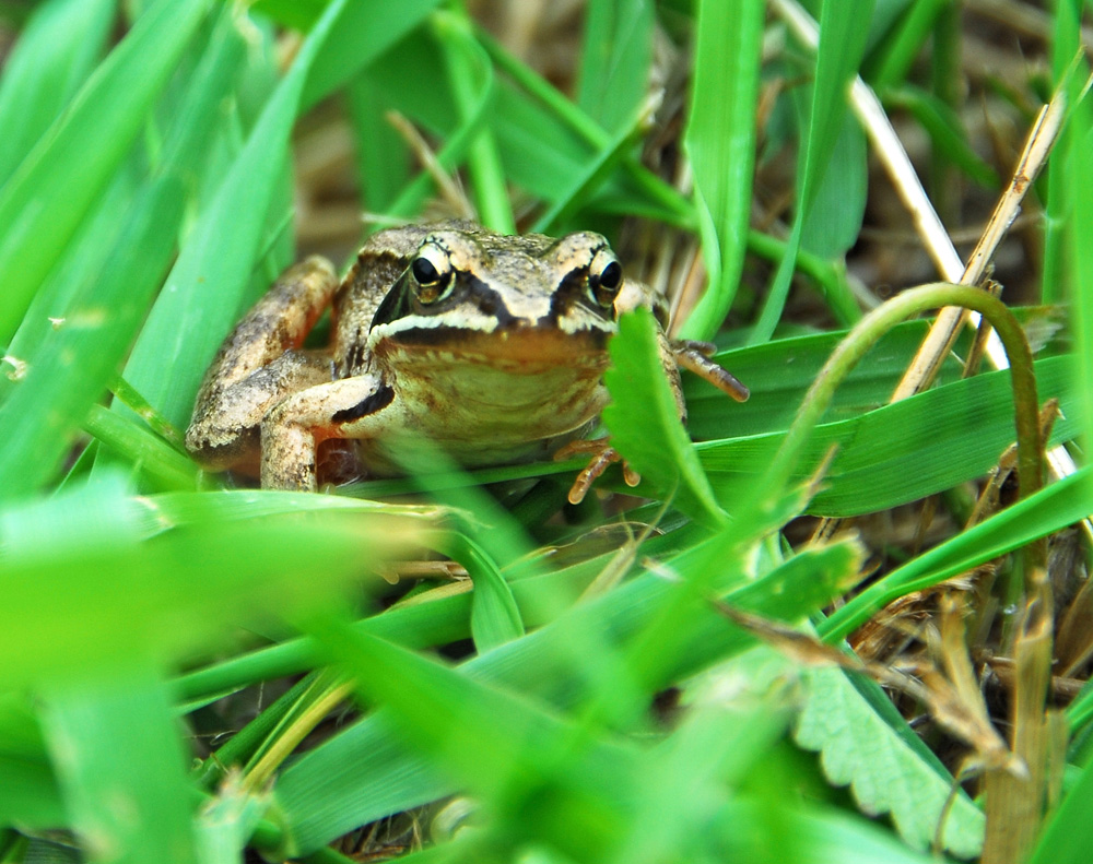 was guckst Du?