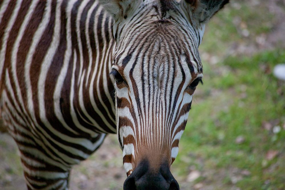 was guckst du?