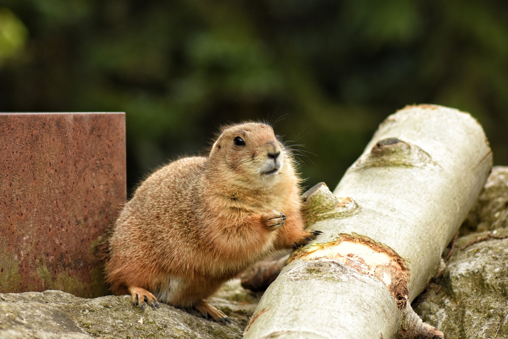 Was guckst du?