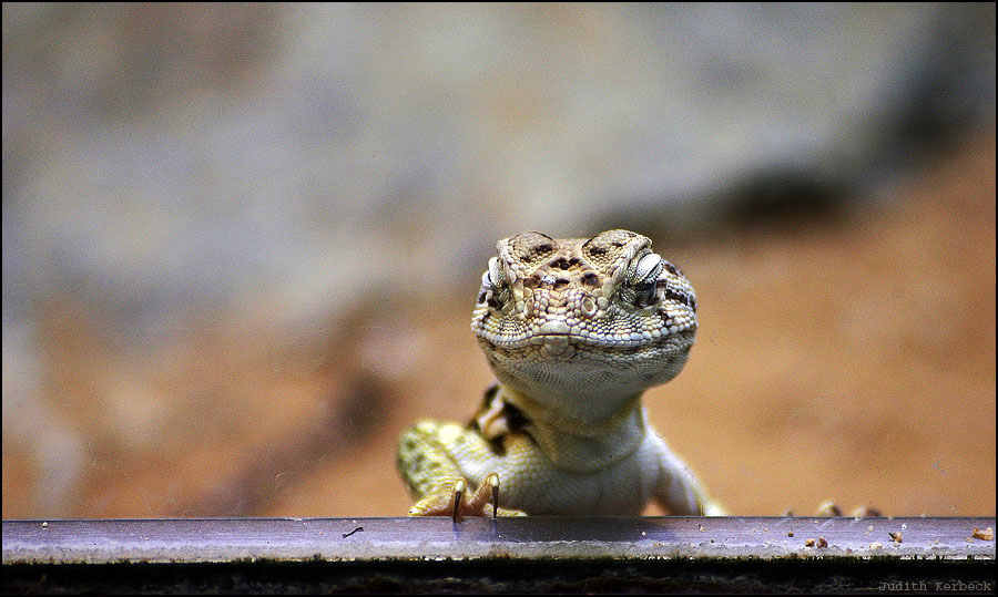 was guckst du?