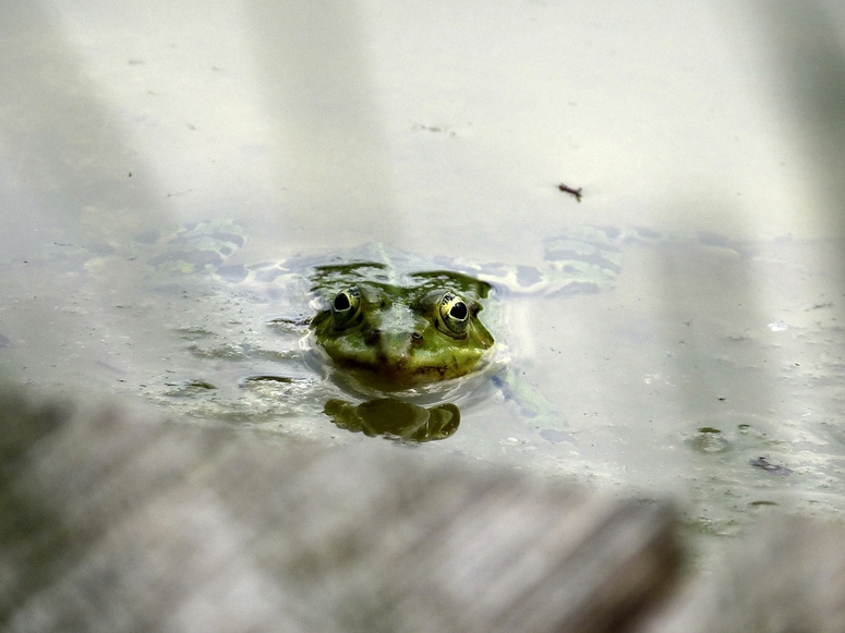 Was guckst du?