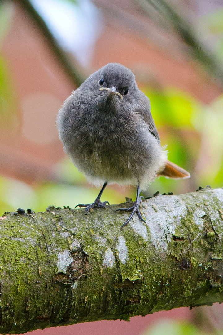 Was guckst du?!