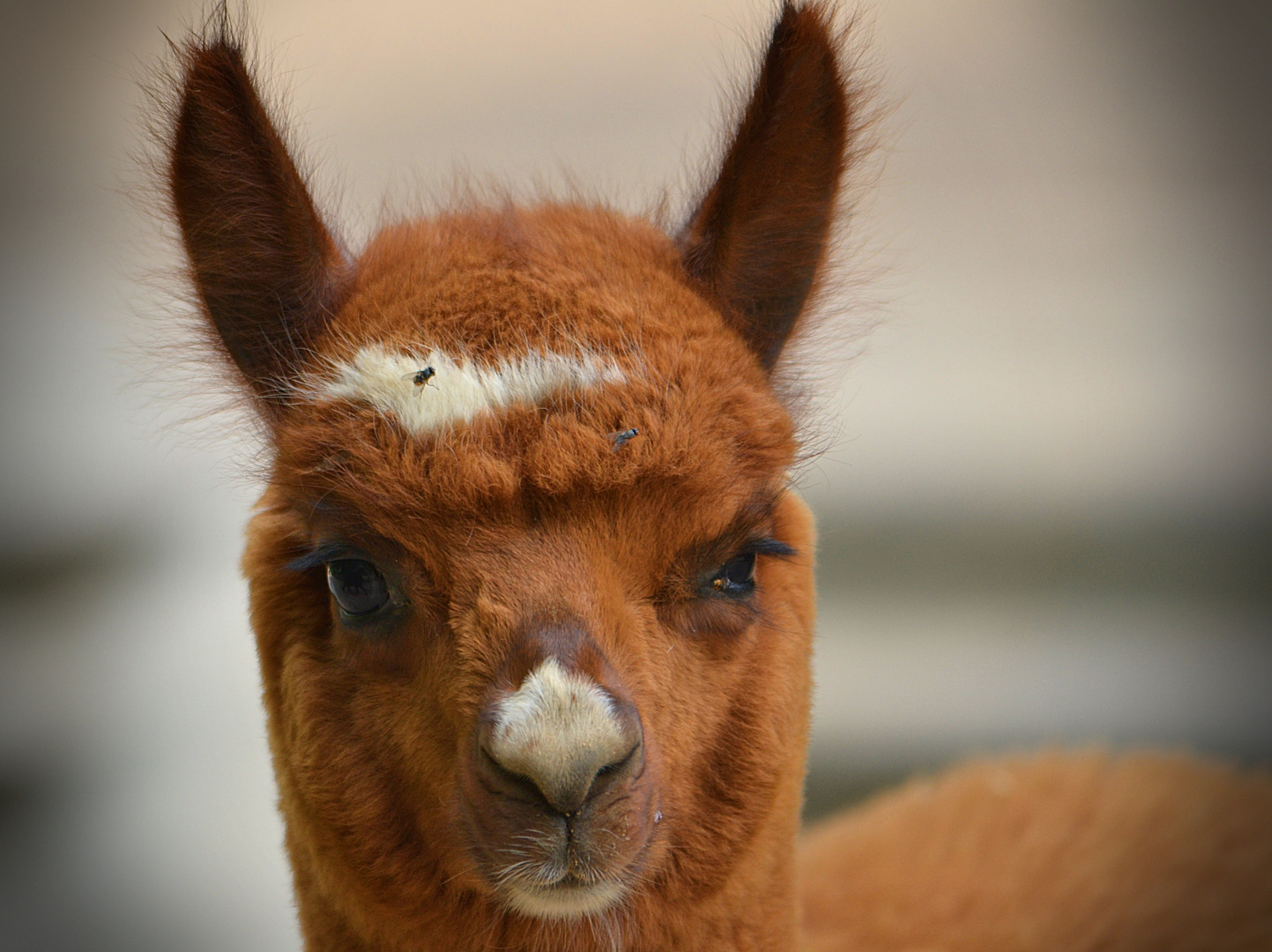 Was guckst du?