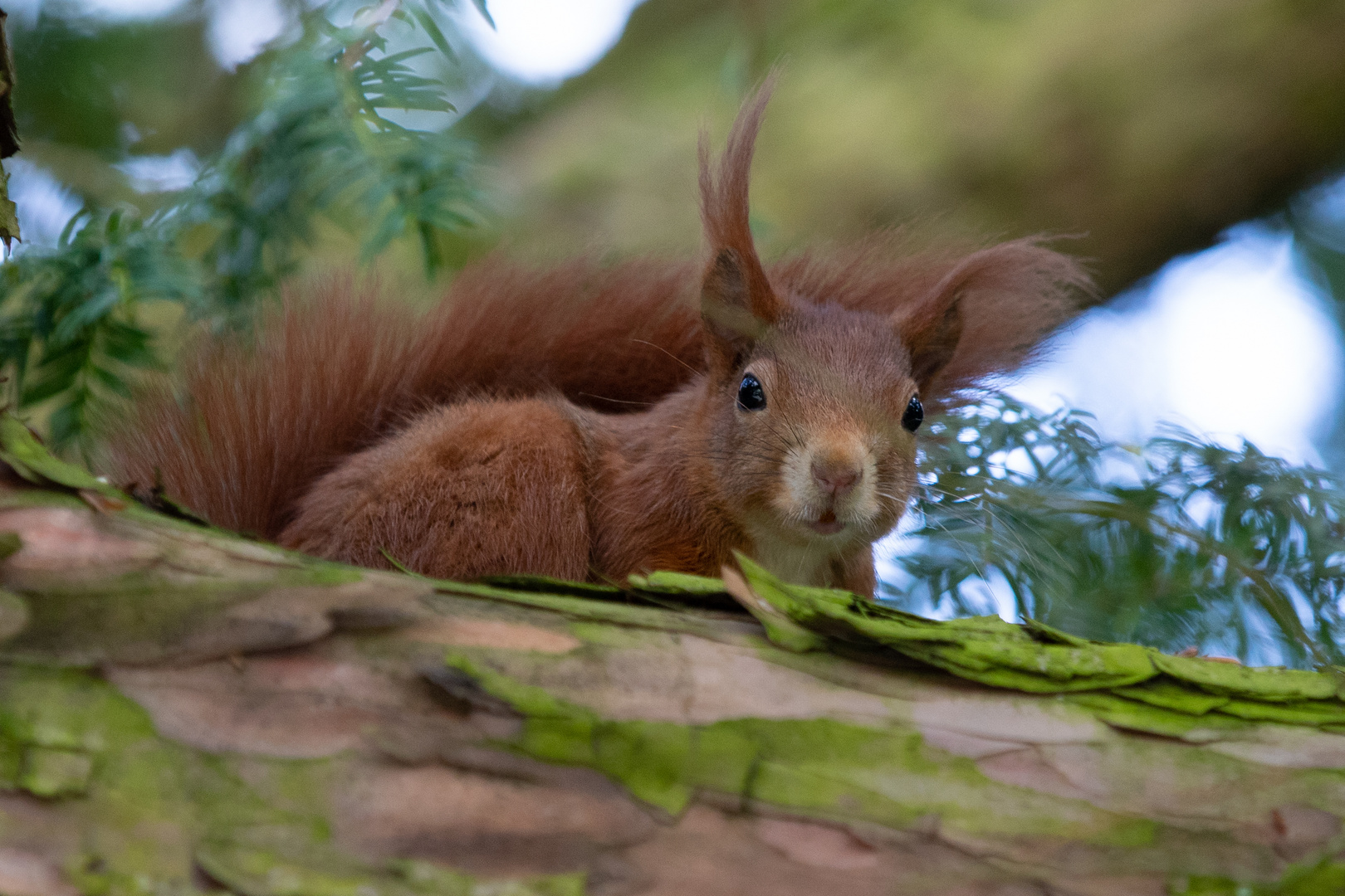 Was guckst du?