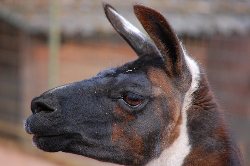 Was guckst du?