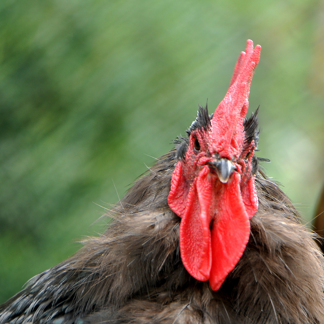 Was guckst du?