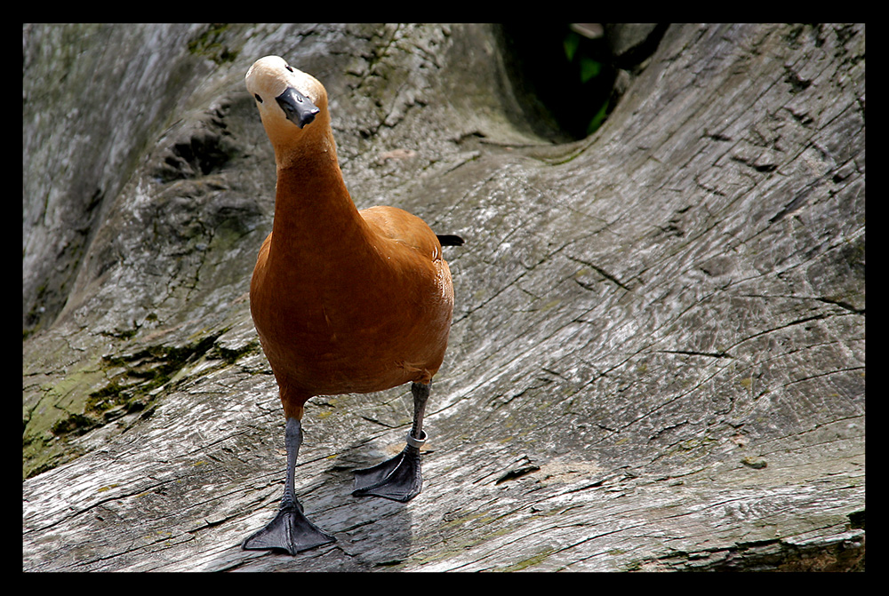 was guckst du ?