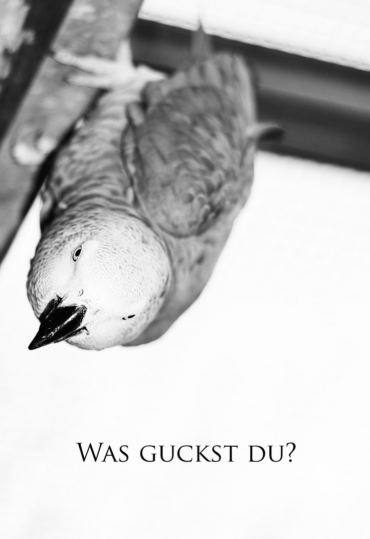 Was guckst du?