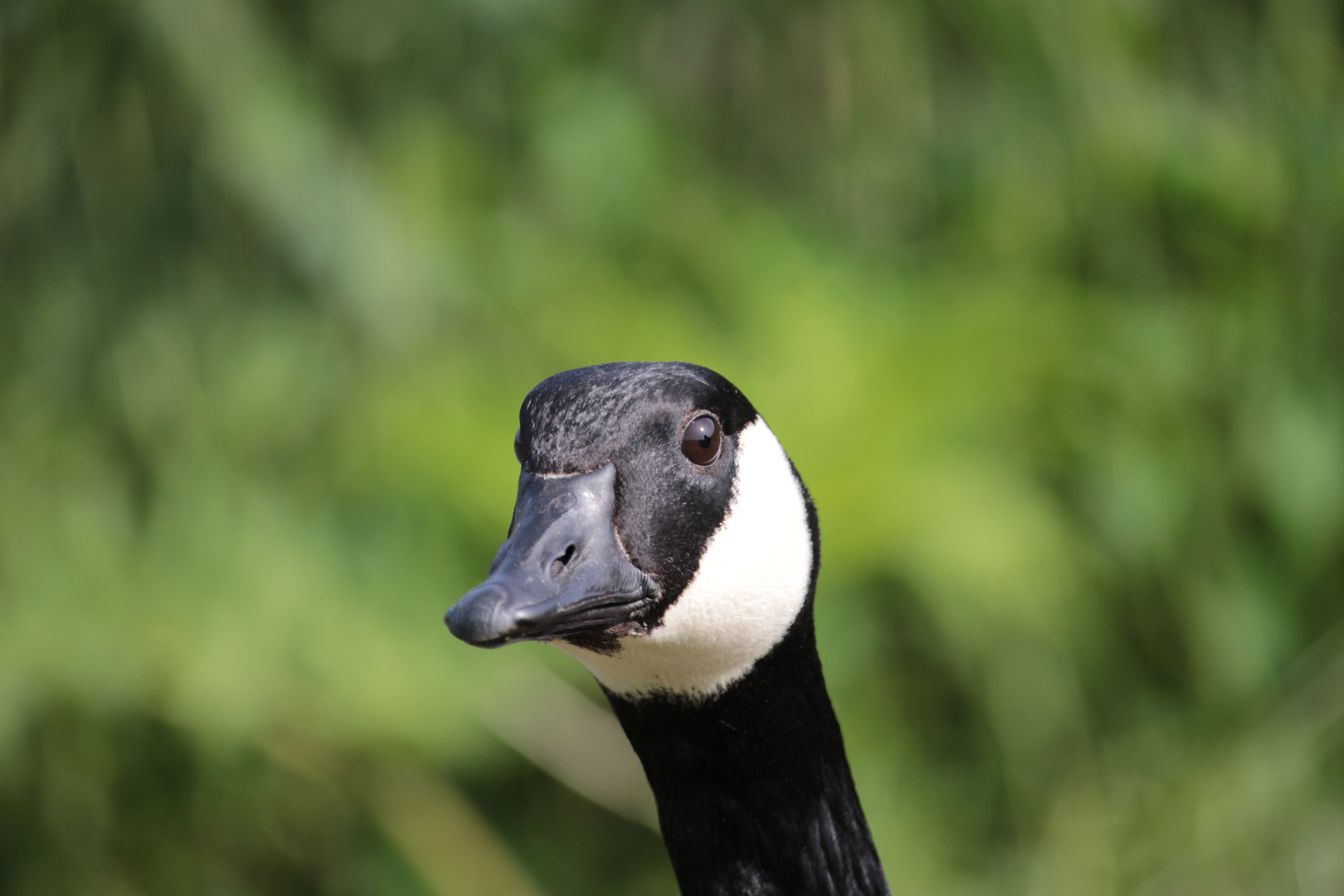 was guckst Du ?