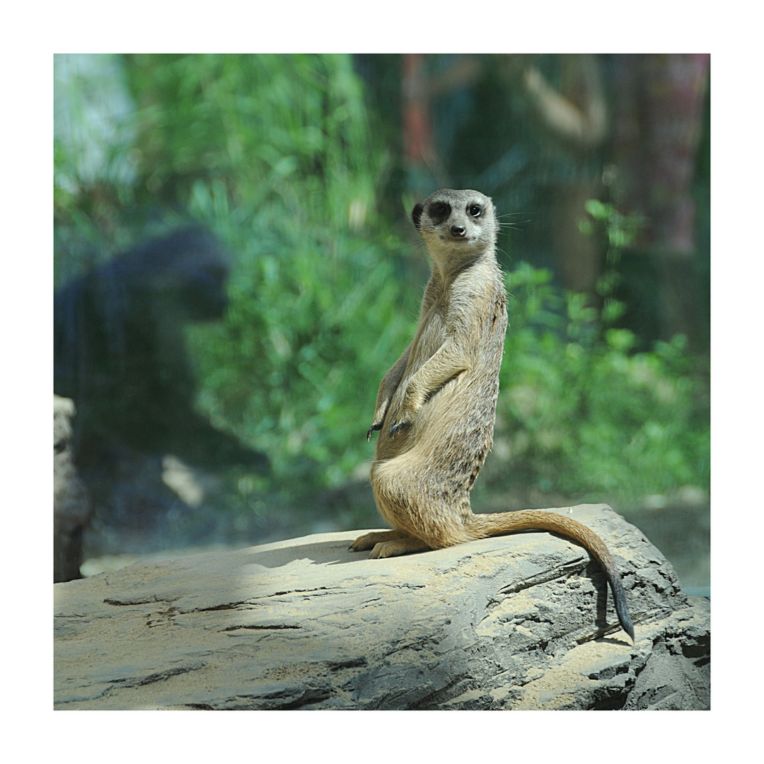 Was guckst du? - at the Zoo