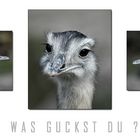 Was guckst Du ?