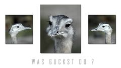 Was guckst Du ?