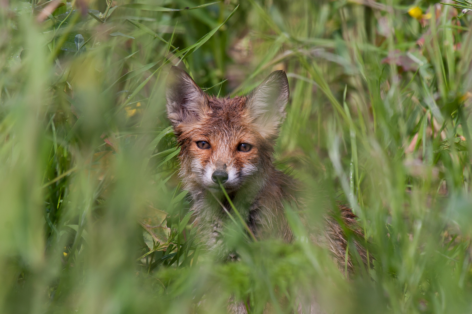 Was guckst du?