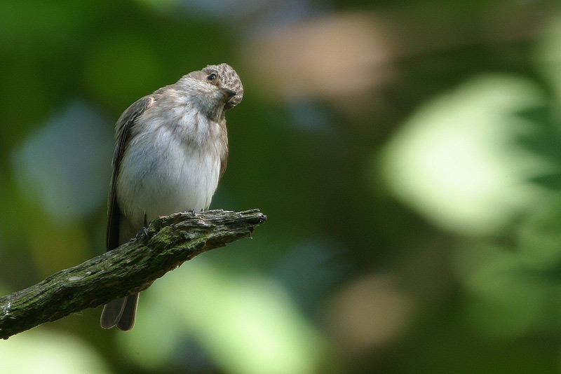 Was guckst Du?