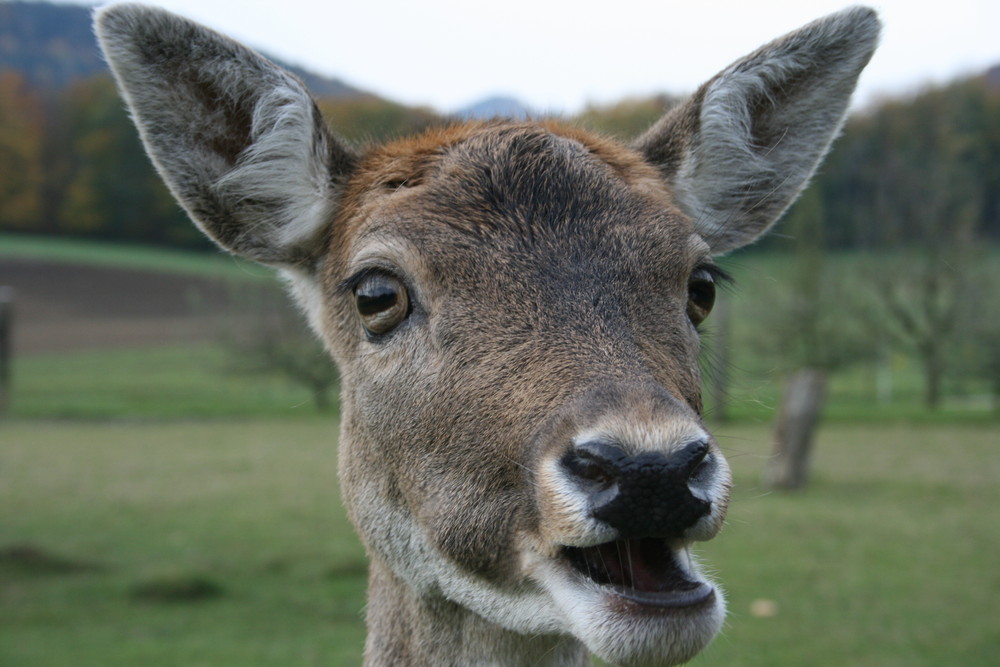 Was guckst du?