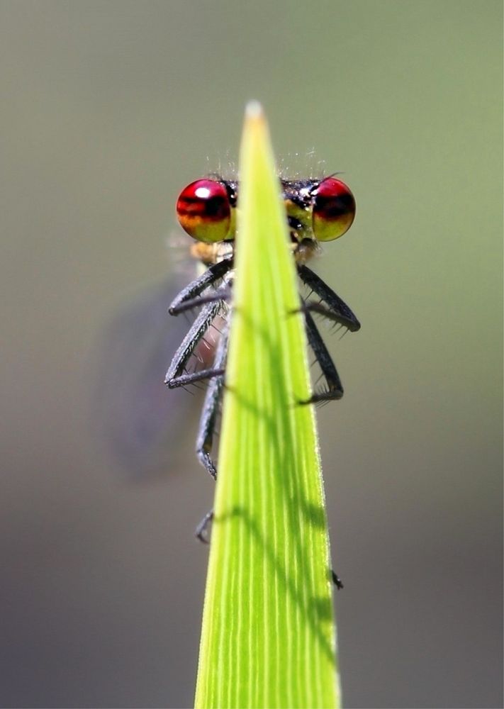 Was guckst du?