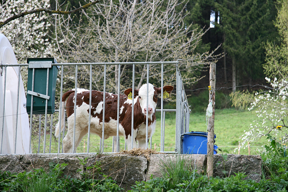 Was guckst du, Braunauge?