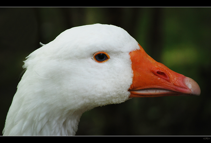 ~*~ was guckst Du?! ~*~