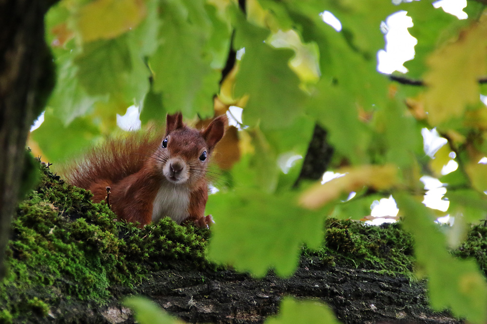 was guckst du !!!