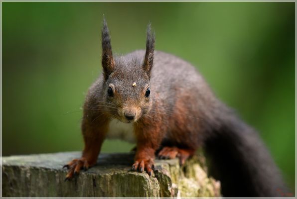 Was guckst du........