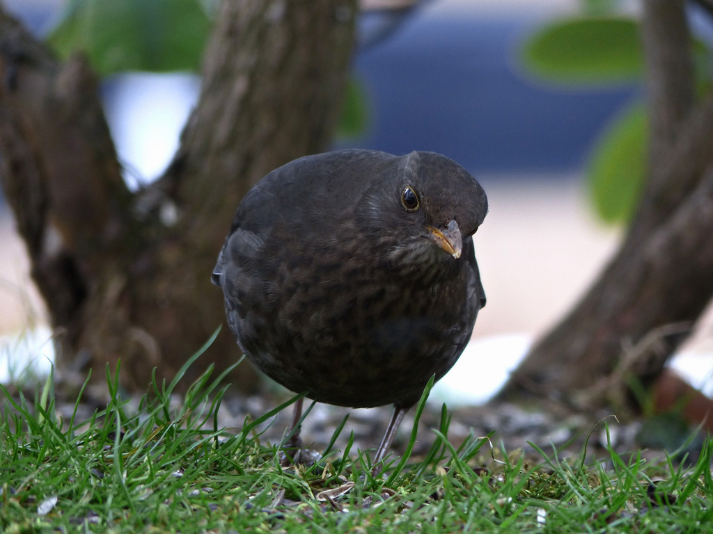 Was guckst du ?