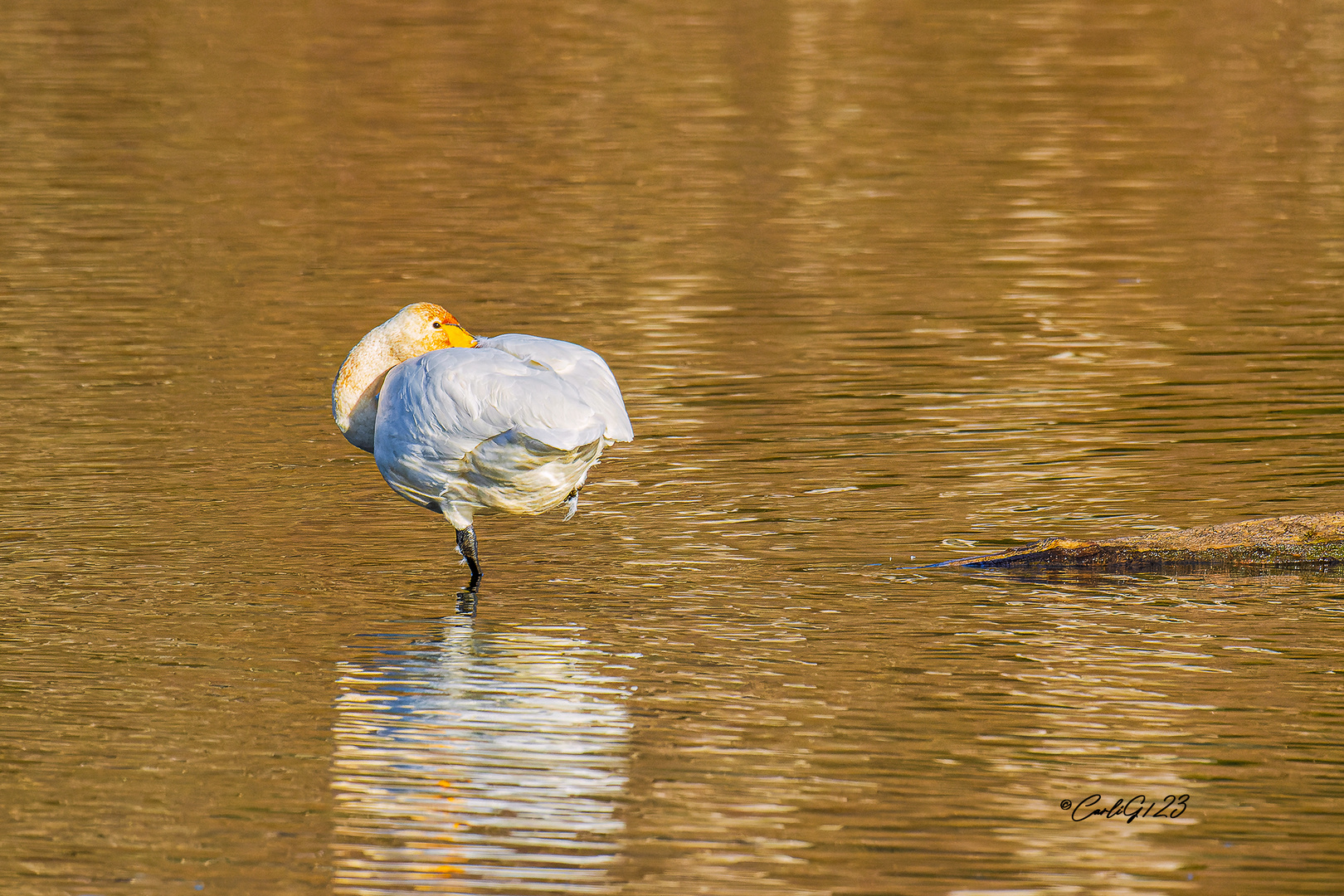 Was guckst du …