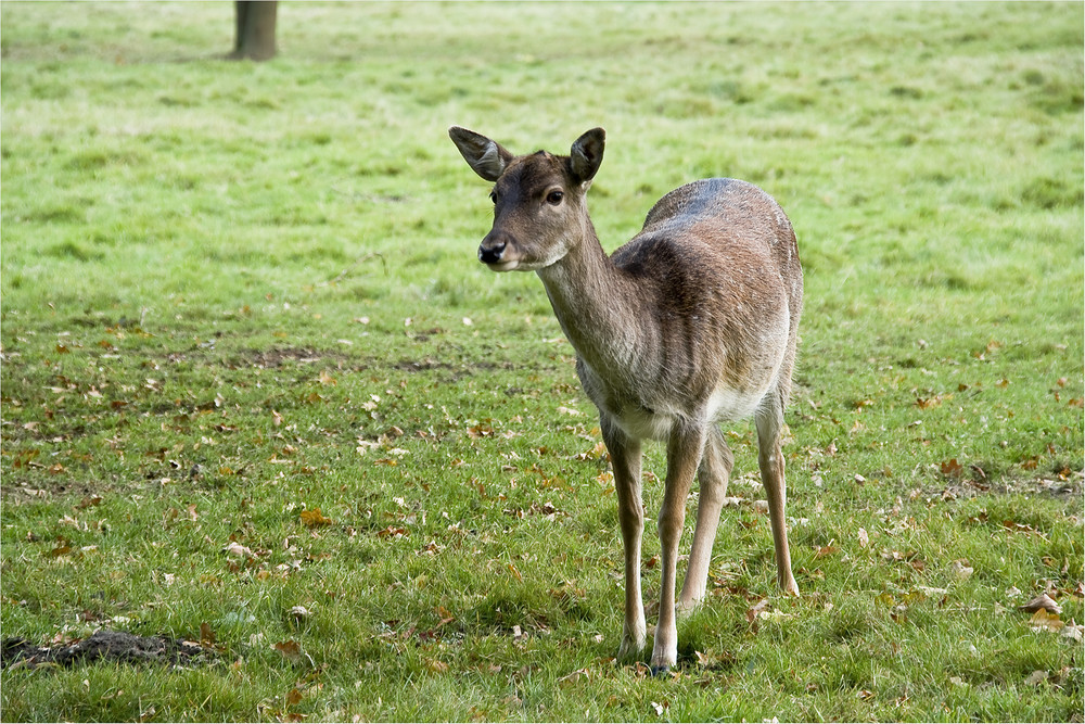 Was guckst du...?