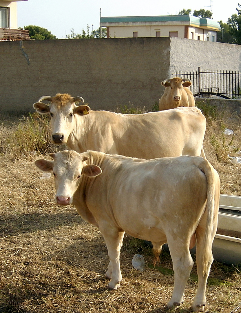 Was guckst du? - Cosa guardi?