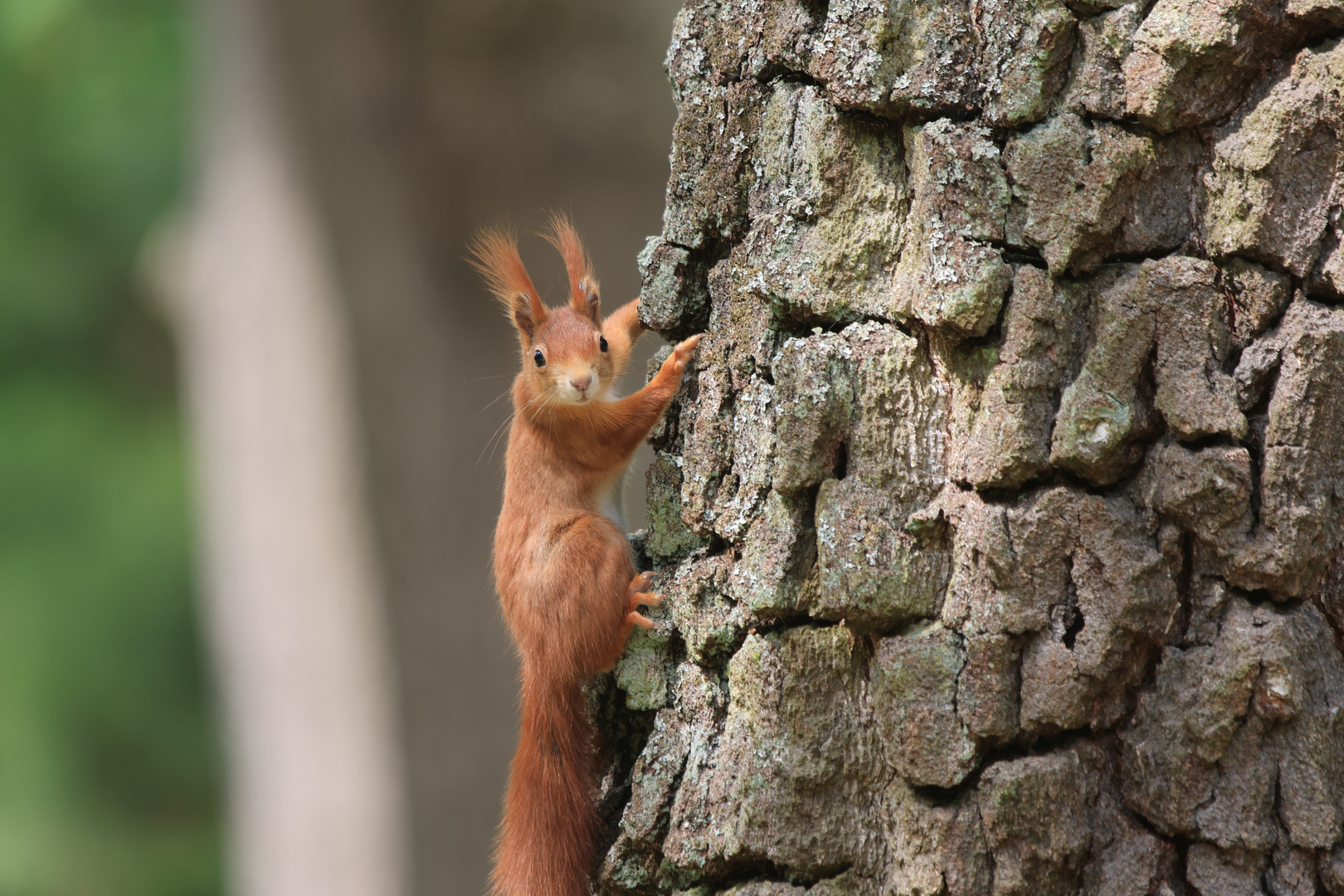 Was guckst du?