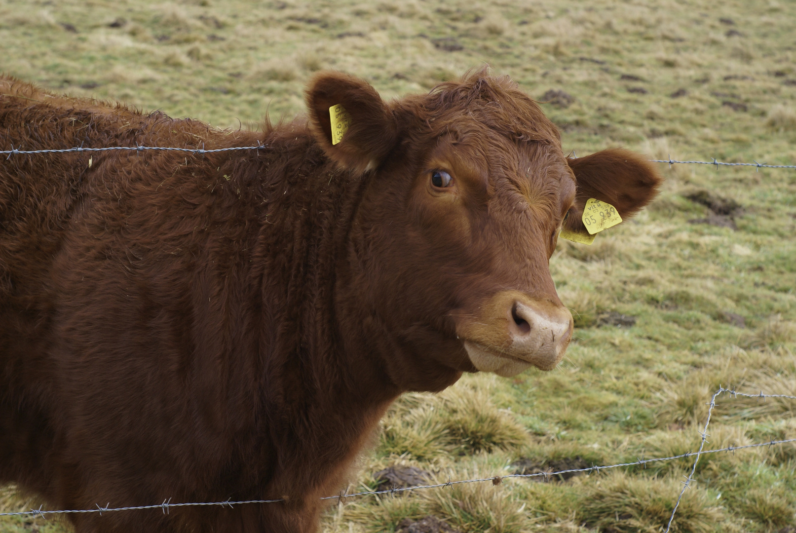 Was guckst du?