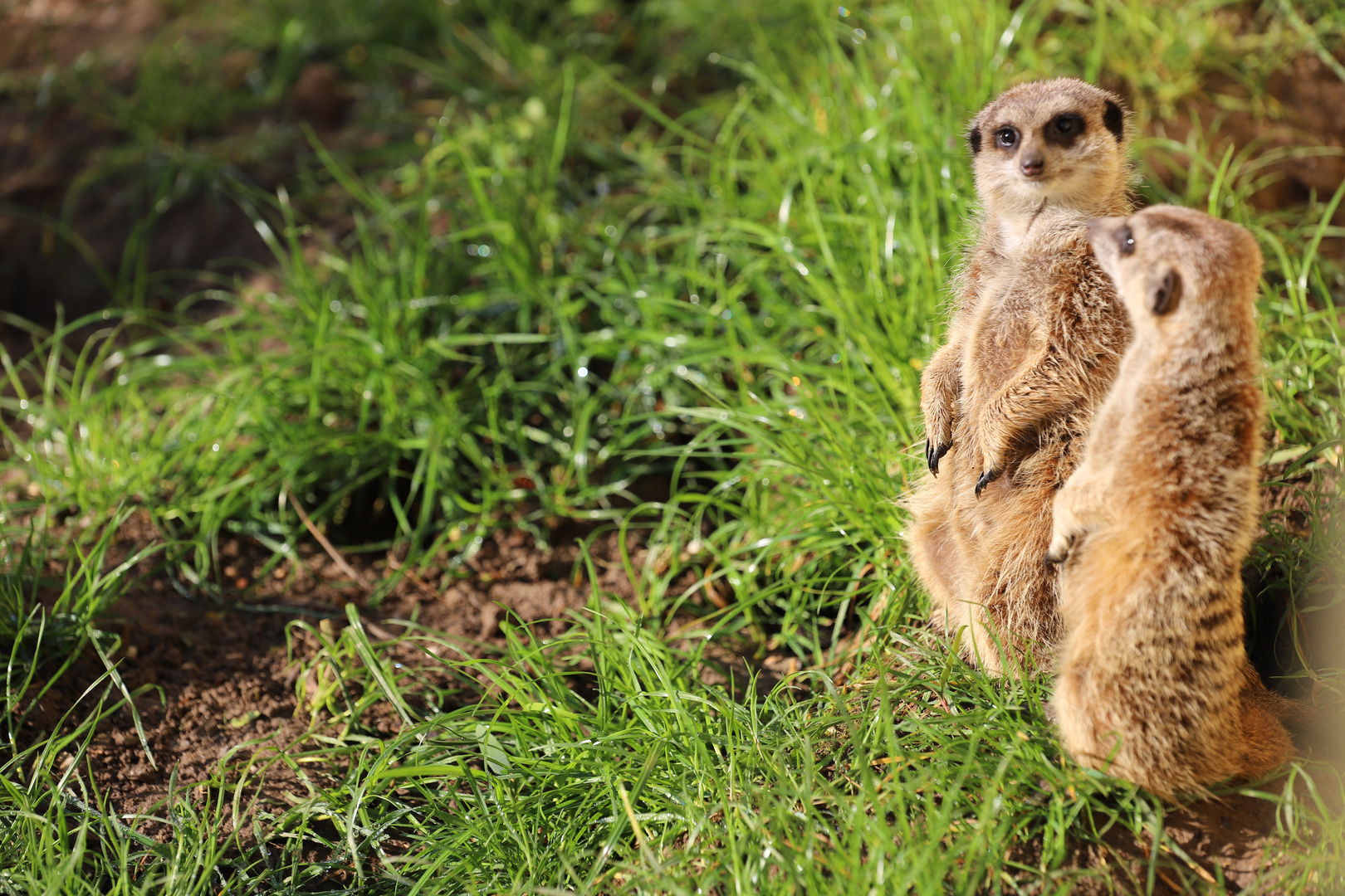 Was guckst du?