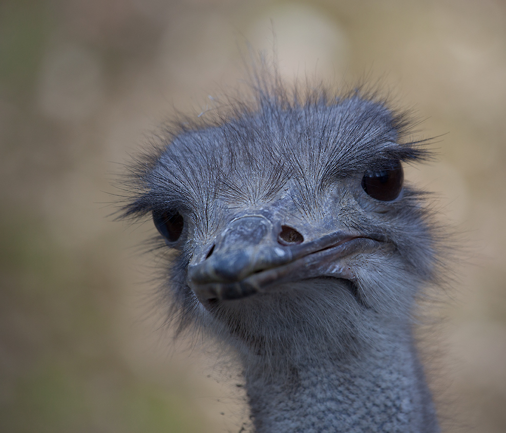 Was guckst Du?!