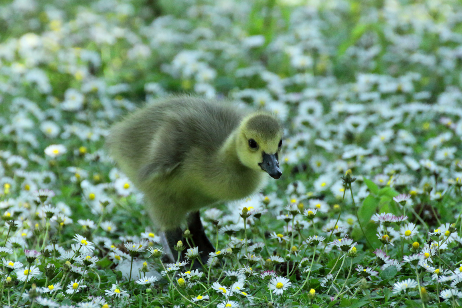 Was guckst Du, dass sind alles meine Blüten