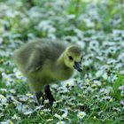 Was guckst Du, dass sind alles meine Blüten