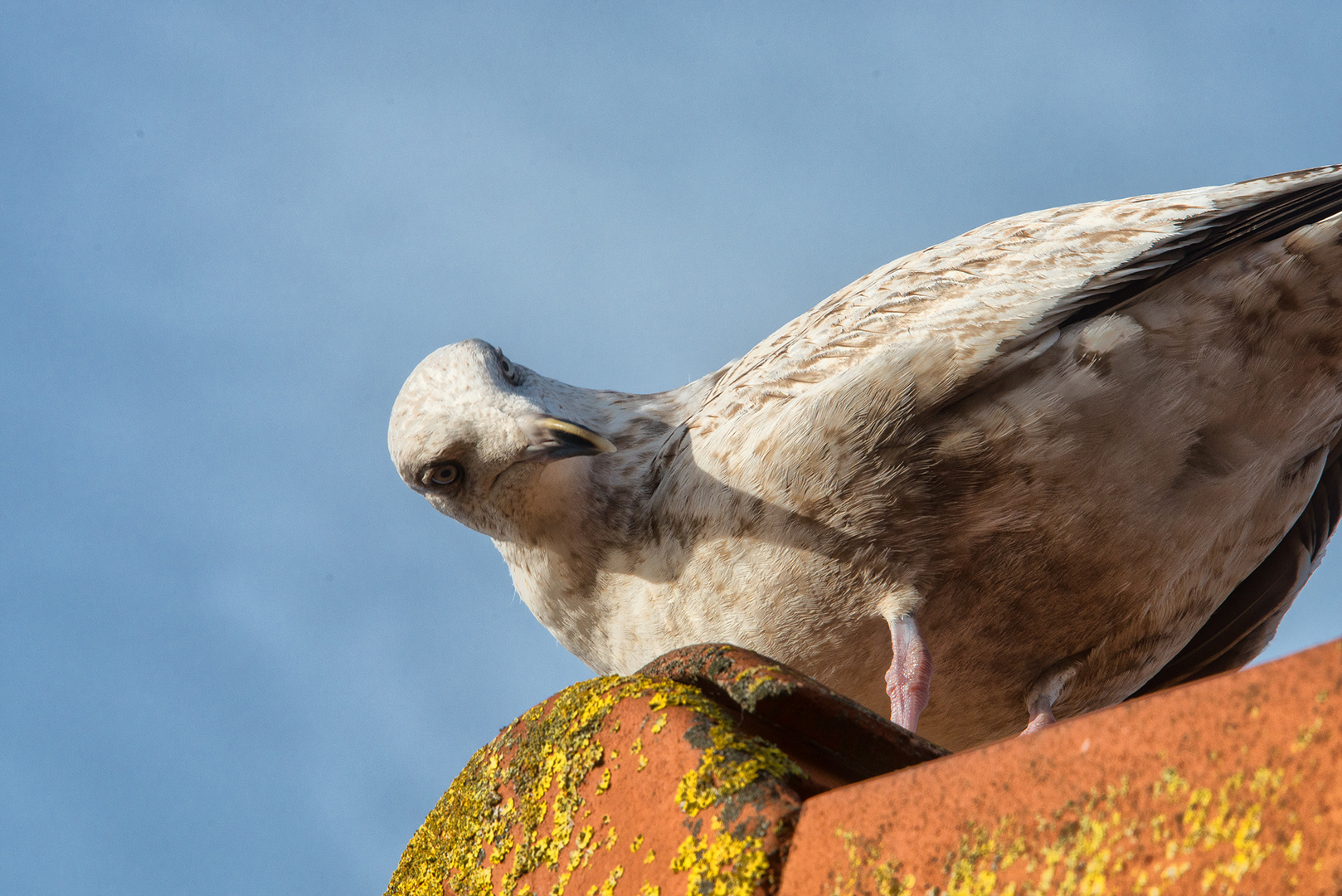 Was guckst du?