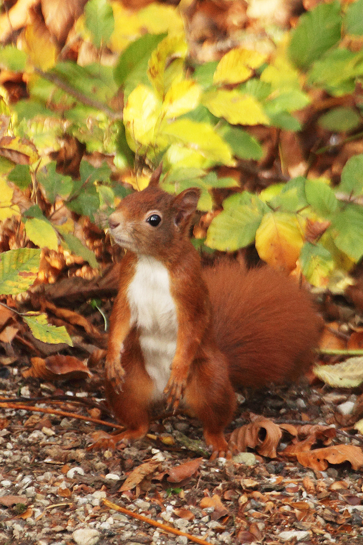 Was guckst du?