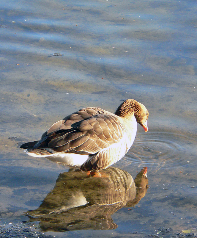 Was guckst Du?