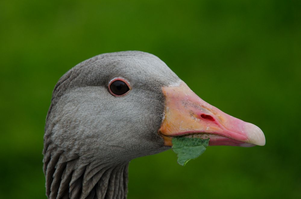 Was guckst du denn so?