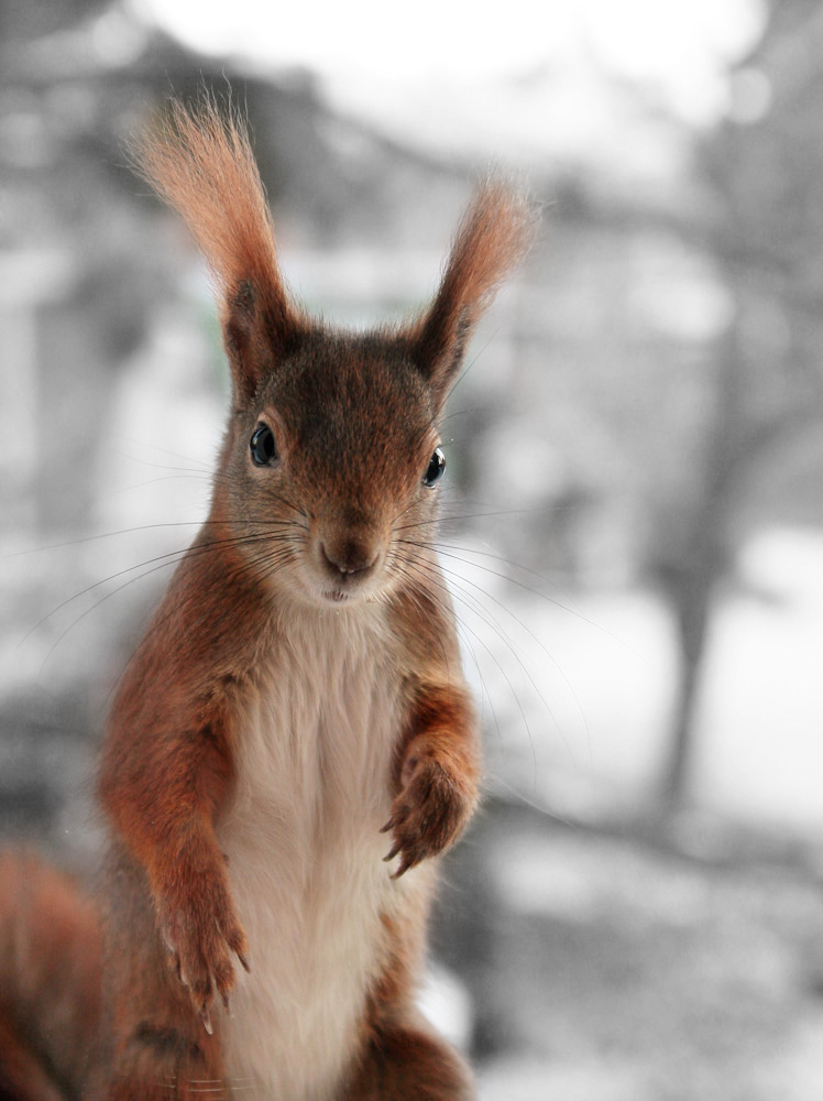 Was guckst Du? (die 2.)