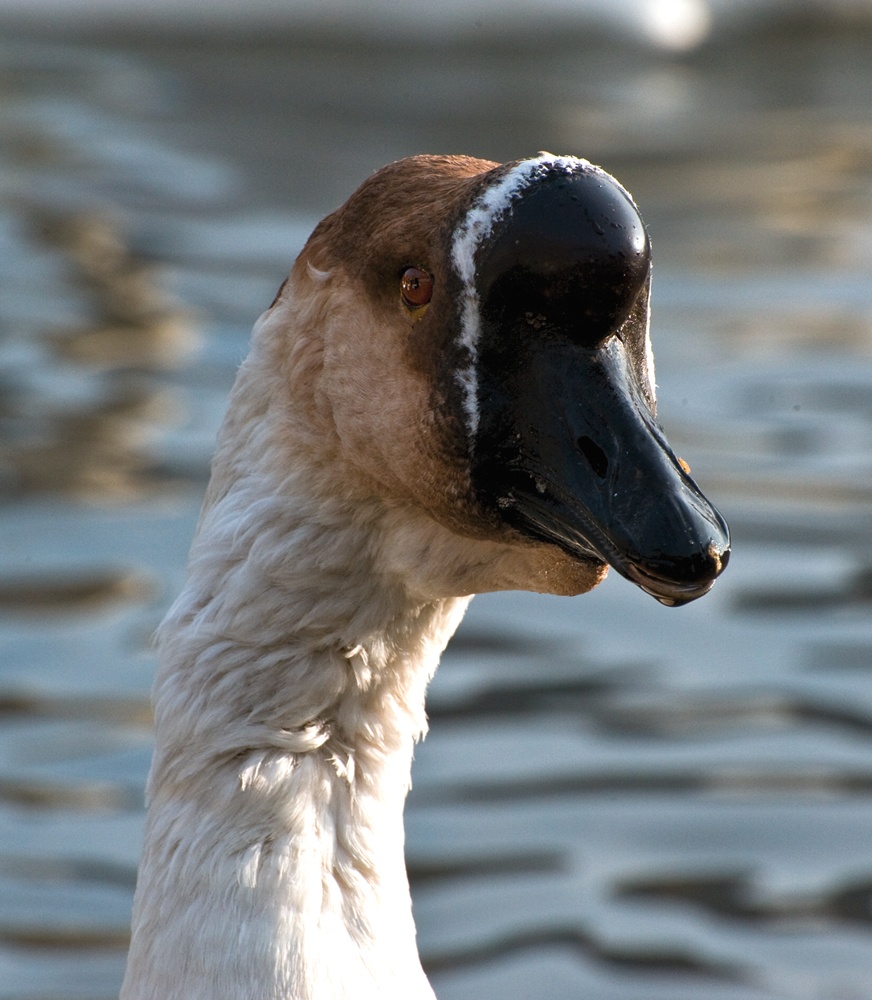 Was guckst du?