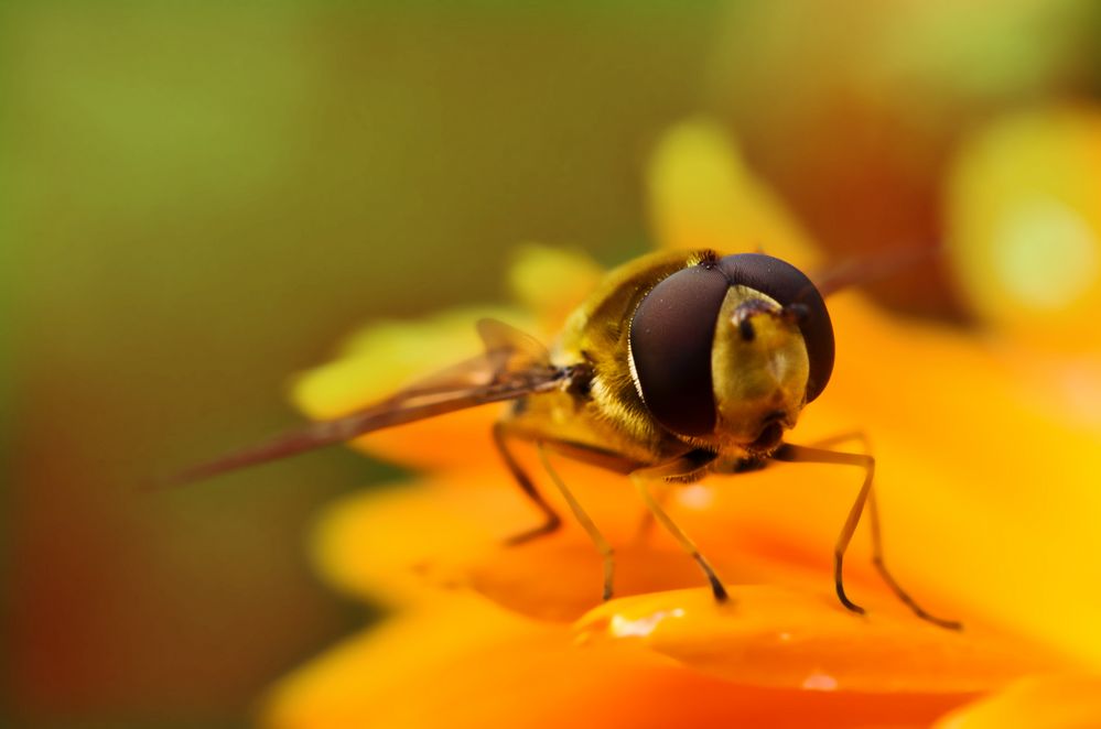 Was guckst du ? von Hannenueter 