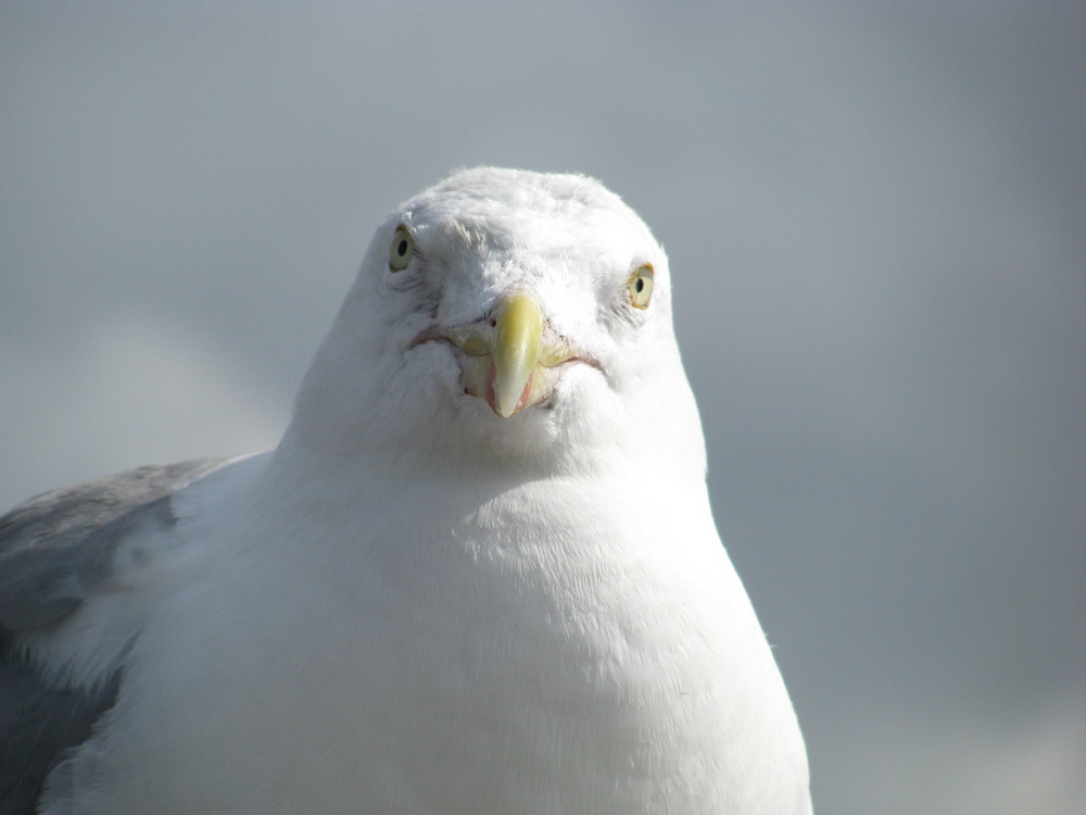 Was guckst Du?