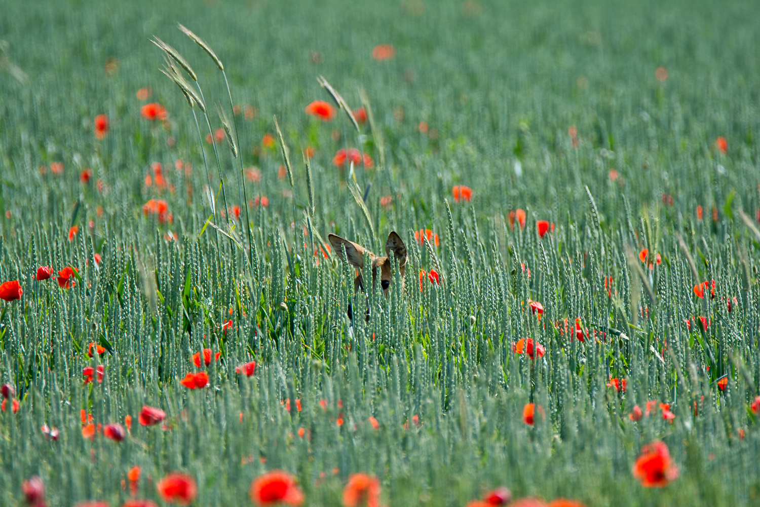 Was guckst du?! 