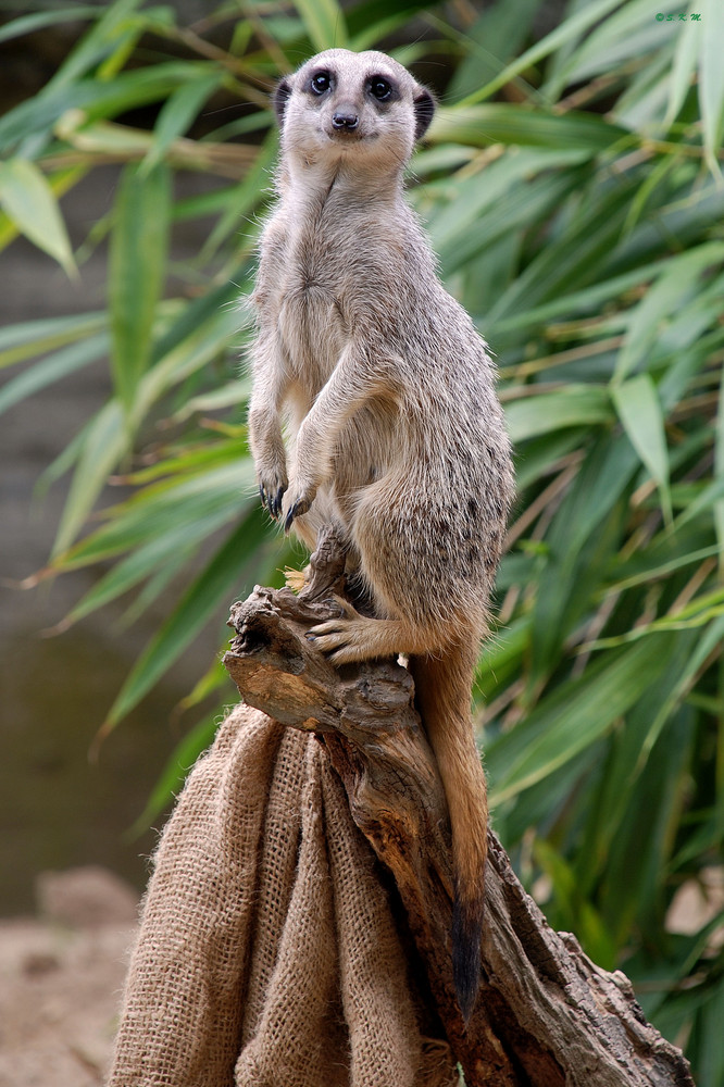 Was guckst du?