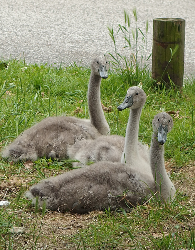 Was guckst du?